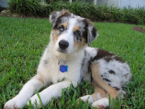 Nico Blue 15wks