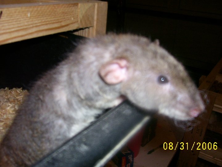 Superrexdumbo