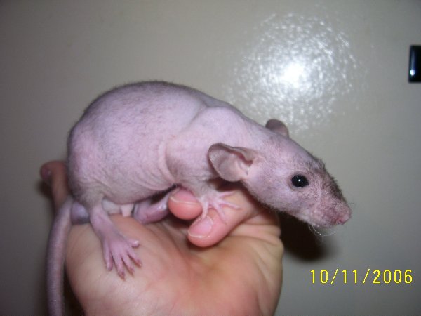 HairlessDumbo