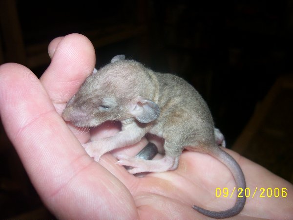bluehairlessdumbo