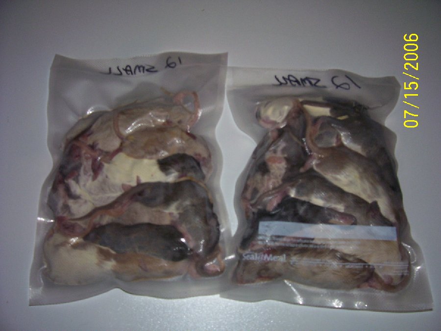 frzn rats