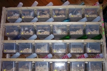 rat prego rack
