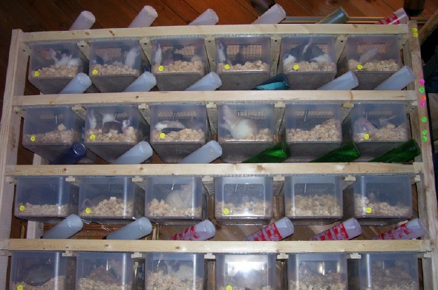 rat prego rack