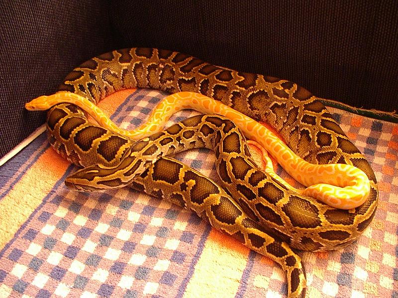 male het and female albino