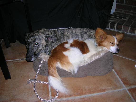 smokey and fred.