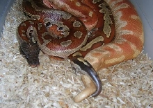 Albino Blood breeding my little female