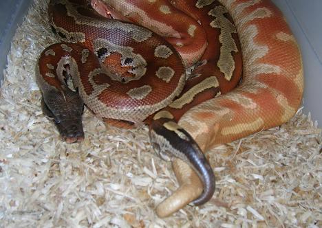 Albino Blood breeding my little female