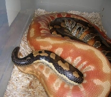 albino breeding huge female