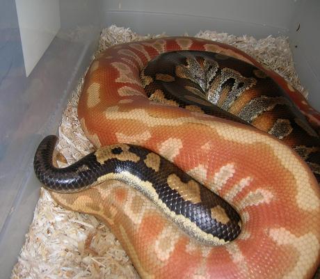 albino breeding huge female