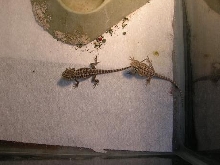 My first babies