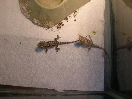 My first babies