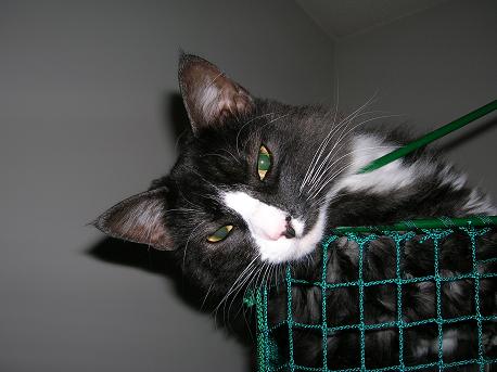 best cat ever..seriously