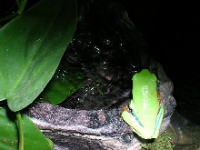 Froggie by the water