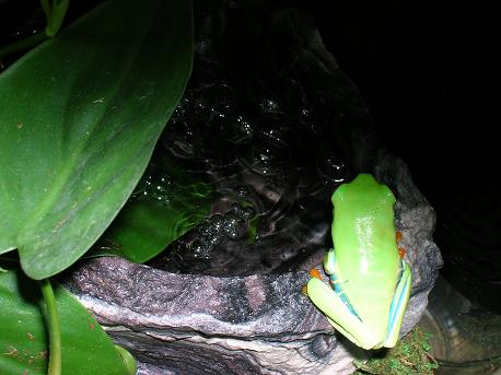 Froggie by the water