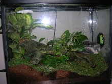 the frog house