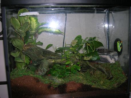 the frog house