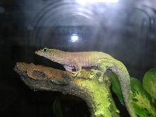 Standings Day Gecko