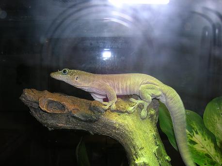 Standings Day Gecko