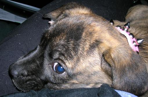 ah....my little pit bull puppy