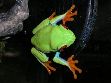 my favorite frog