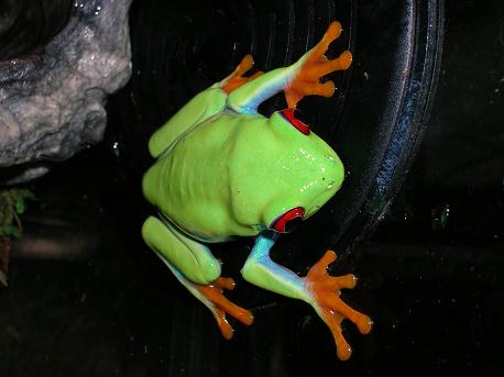 my favorite frog