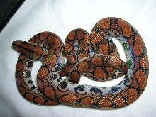 -04 red Brazilian female