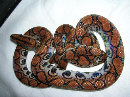 -04 red Brazilian female