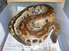 16 pound Female