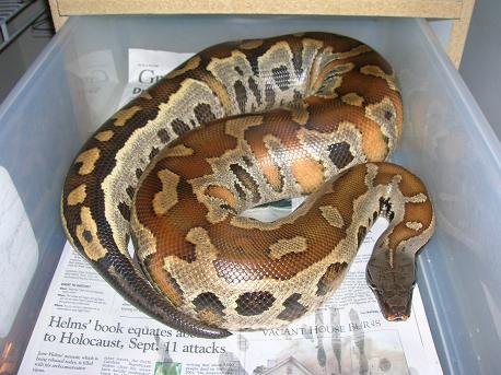 16 pound Female