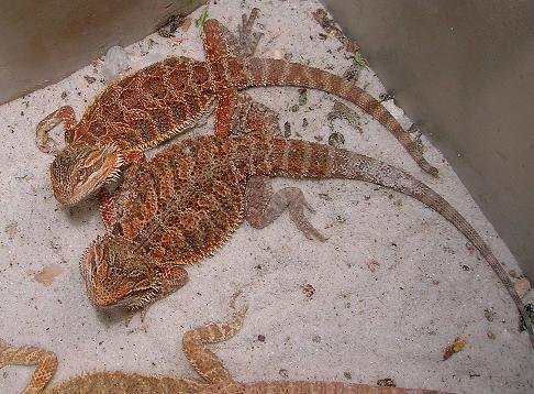 Red Dragons