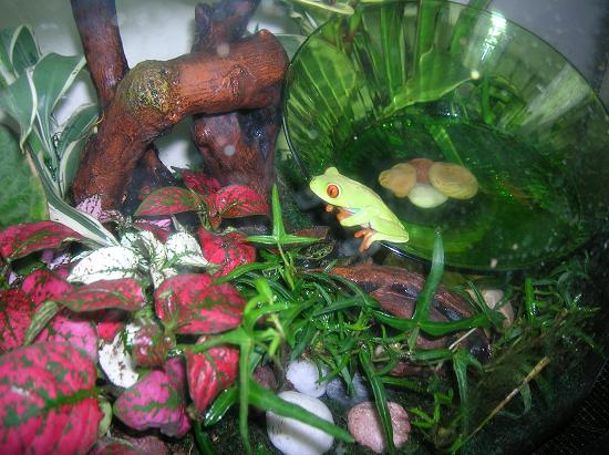 more terrariums