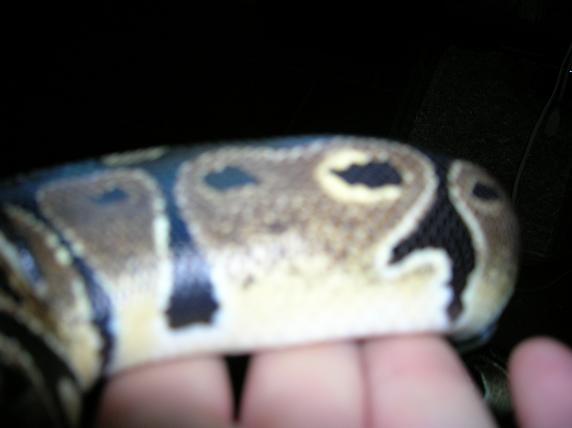 wierdo female ball