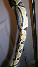 the other stripey/two toned  side