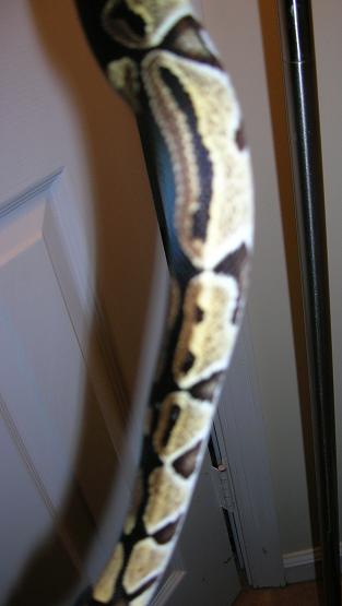 the other stripey/two toned  side