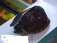 mystery terrapin