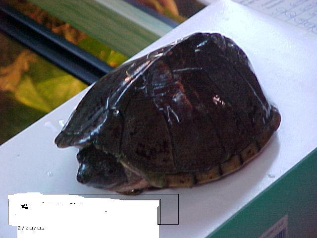 mystery terrapin