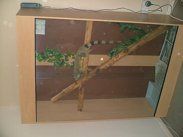 new igy viv