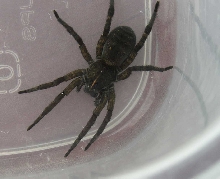 Spider found in South Dakota any ideas?