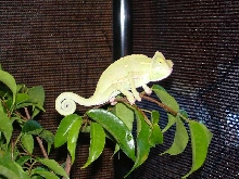 Leroy