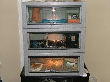 kingsnake apartments
