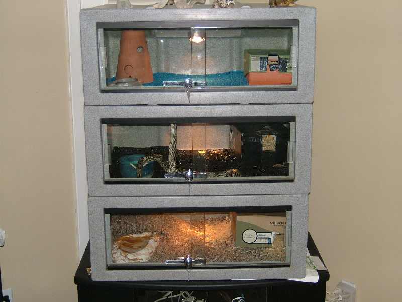 kingsnake apartments
