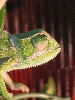 female flapneck