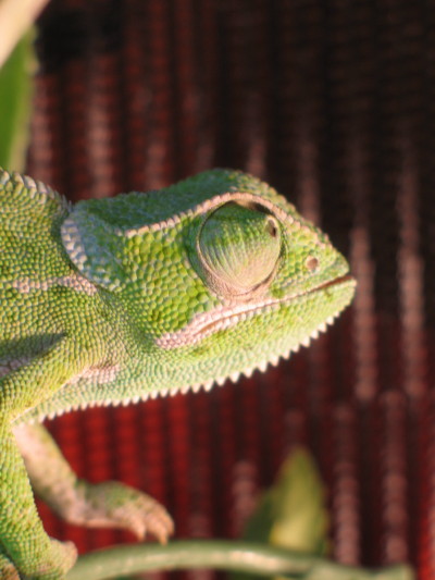 female flapneck