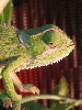 Flapneck