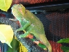 flapneck