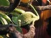 flapneck