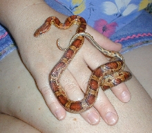Red rat snake under 4 mouths old