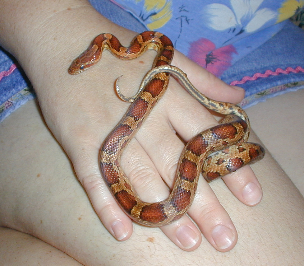 Red rat snake under 4 mouths old