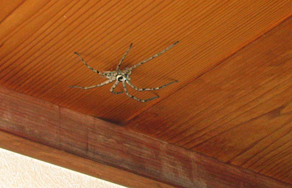 Found in Japan; any ideas?