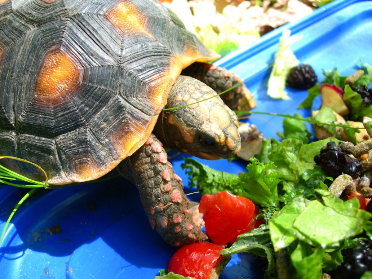 3 year old red-foot